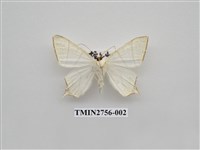 藏品(尺蛾325)的圖片